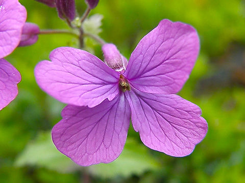 Annual honesty - Lunaria annua Small Botanical Garden in KU Leuven, Heverlee Campus (my former workplace).   Annual honesty,Belgium,Geotagged,Lunaria annua,Spring
