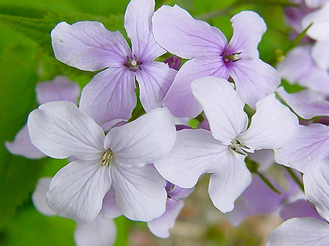 Perennial honesty - Lunaria rediviva Small Botanical Garden in KU Leuven, Heverlee Campus (my former workplace).          Belgium,Geotagged,Lunaria rediviva,Perennial honesty,Spring