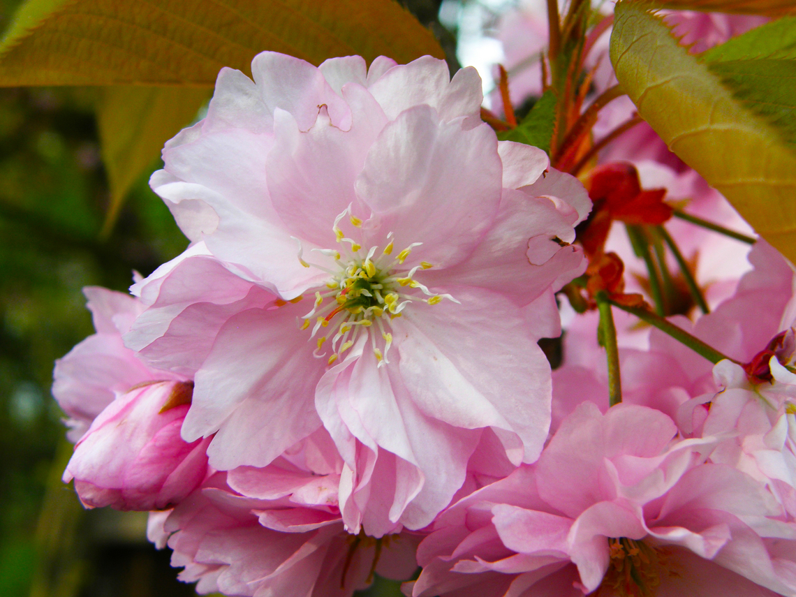 Japanese cherry - Prunus serrulata Kasteelpark Arenberg, Heverlee.  Belgium,Geotagged,Japanese cherry,Prunus serrulata,Spring