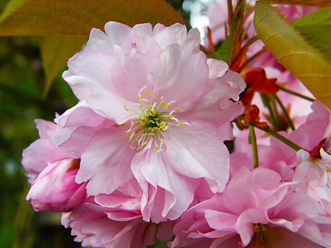 Japanese cherry - Prunus serrulata Kasteelpark Arenberg, Heverlee.  Belgium,Geotagged,Japanese cherry,Prunus serrulata,Spring