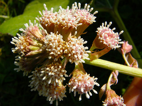 Butterbur - Petasites hybridus Kasteelpark Arenberg, Heverlee.  Belgium,Butterbur,Geotagged,Petasites hybridus,Spring