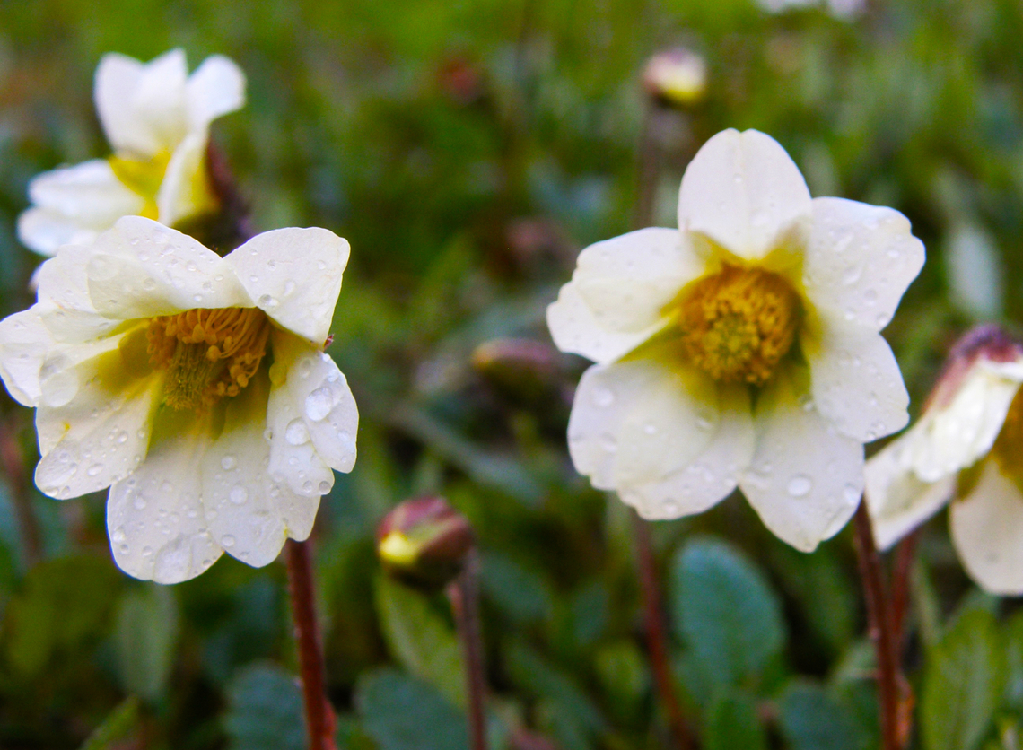 Mountain Avens - Dryas octopetala Small Botanical Garden in KU Leuven, Heverlee Campus (my former workplace).        Belgium,Dryas octopetala,Geotagged,Mountain Avens,Spring