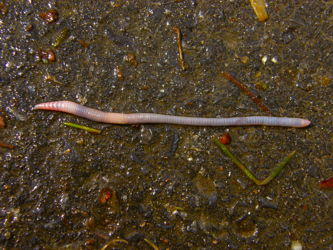 Earthworm - Lumbricus terrestris Hallerbos. Belgium,Geotagged,Lumbricus terrestris,Spring