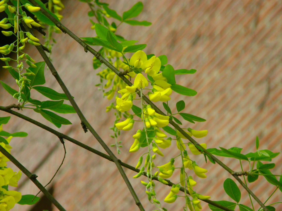Common Laburnum - Laburnum anagyroides Cultivated tree.<br />
Kasteelpark Arenberg, Heverlee.  Belgium,Common Laburnum,Geotagged,Laburnum anagyroides,Spring