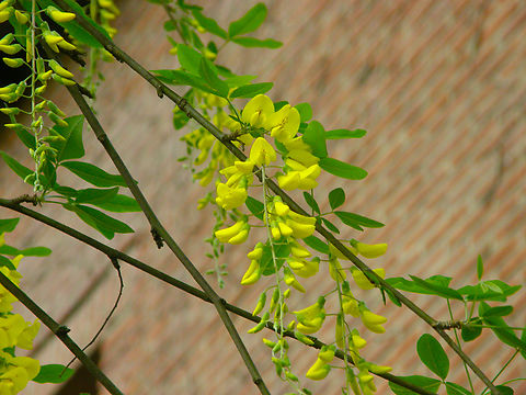 Common Laburnum - Laburnum anagyroides Cultivated tree.
Kasteelpark Arenberg, Heverlee.  Belgium,Common Laburnum,Geotagged,Laburnum anagyroides,Spring