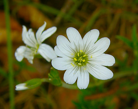 Field mouse-ear - Cerastium arvense Kasteelpark Arenberg, Heverlee.       Belgium,Cerastium arvense,Field mouse-ear,Geotagged,Spring