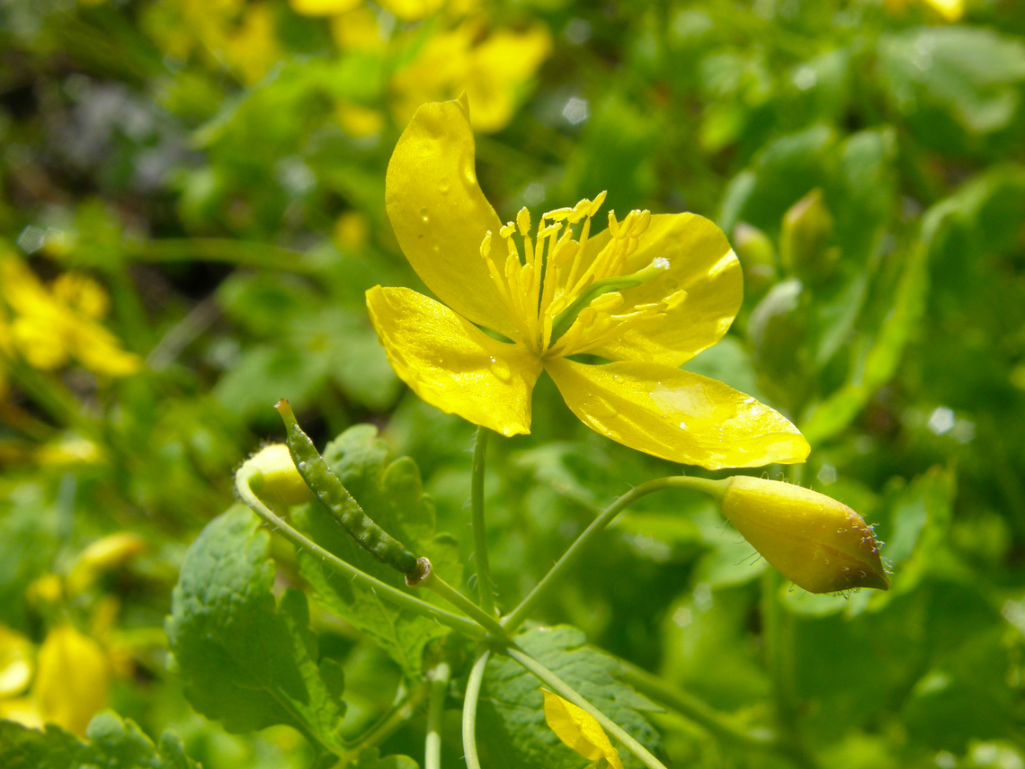 Greater celandine - Chelidonium majus Small Botanical Garden in KU Leuven, Heverlee Campus (my former workplace).  Belgium,Chelidonium majus,Geotagged,Greater celandine,Spring