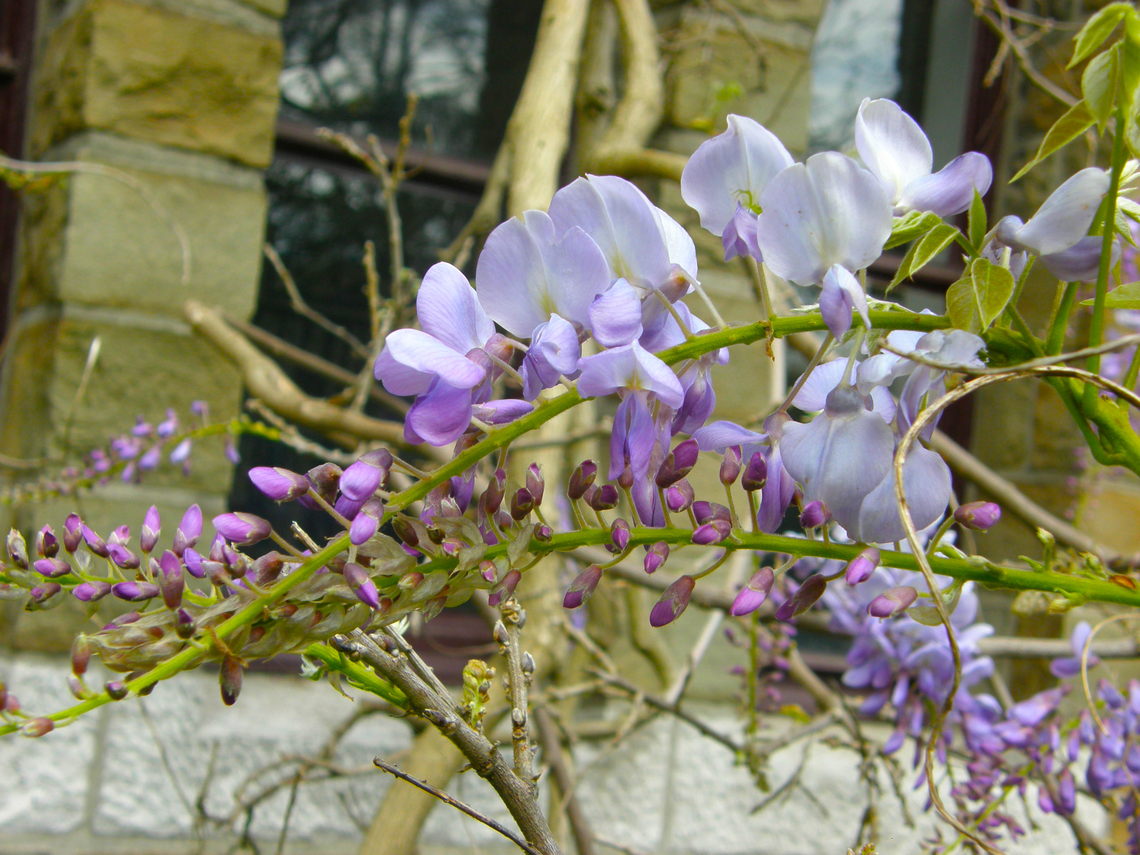 Wisteria sinensis Cultivated.<br />
Kasteelpark Arenberg, Heverlee.  Belgium,Chinese wisteria,Geotagged,Spring,Wisteria sinensis