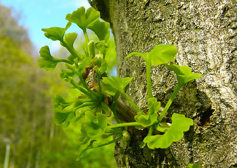 Ginkgo biloba Cultivated tree.
Kasteelpark Arenberg, Heverlee.  Belgium,Geotagged,Ginkgo biloba,Spring