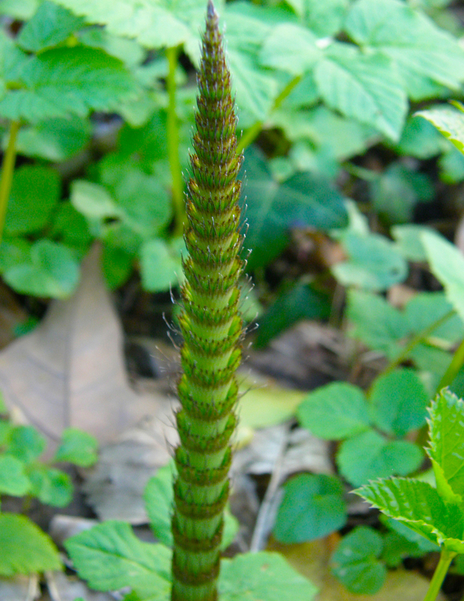 Equisetum telmateia Kasteelpark Arenberg, Heverlee. <br />
I am not sue of this ID yet. I have to double check. Belgium,Equisetum telmateia,Northern giant horsetail,Spring