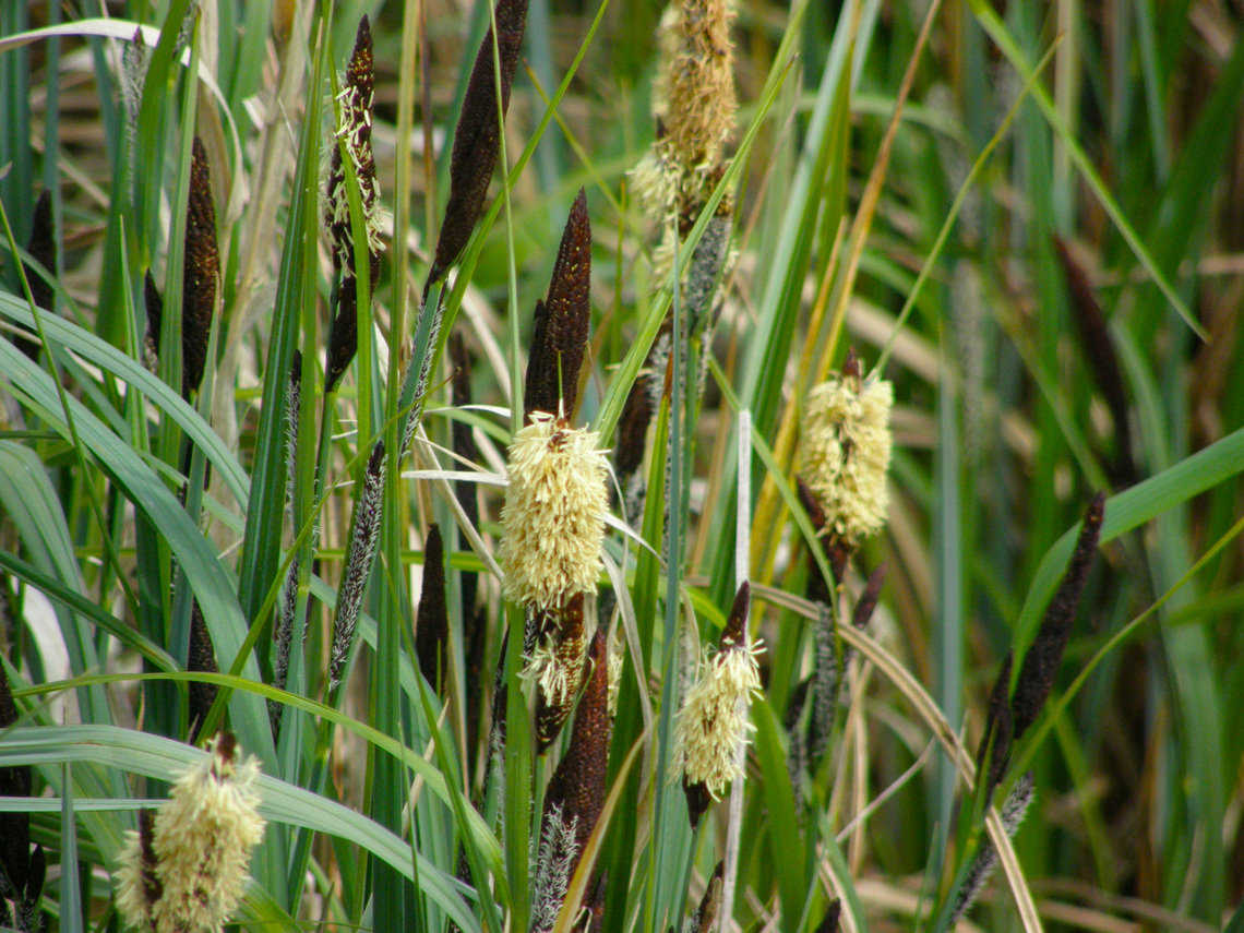 Lesser Pond Sedge - Carex acutiformis Kasteelpark Arenberg, Heverlee. <br />
<a href="https://waarnemingen.be/species/6533/photos/" rel="nofollow">https://waarnemingen.be/species/6533/photos/</a>? Belgium,Carex acutiformis,Carex_acutiformis,Geotagged,Spring