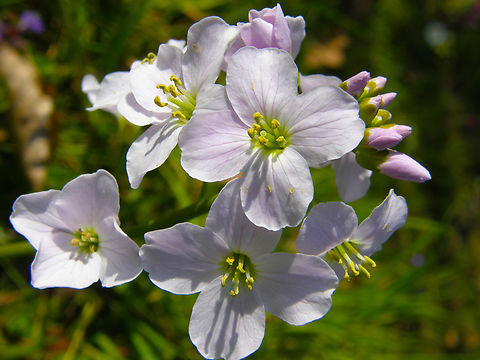 Cuckooflower - Cardamine pratensis Kasteelpark Arenberg, Heverlee.  Belgium,Cardamine pratensis,Cuckooflower,Geotagged,Spring