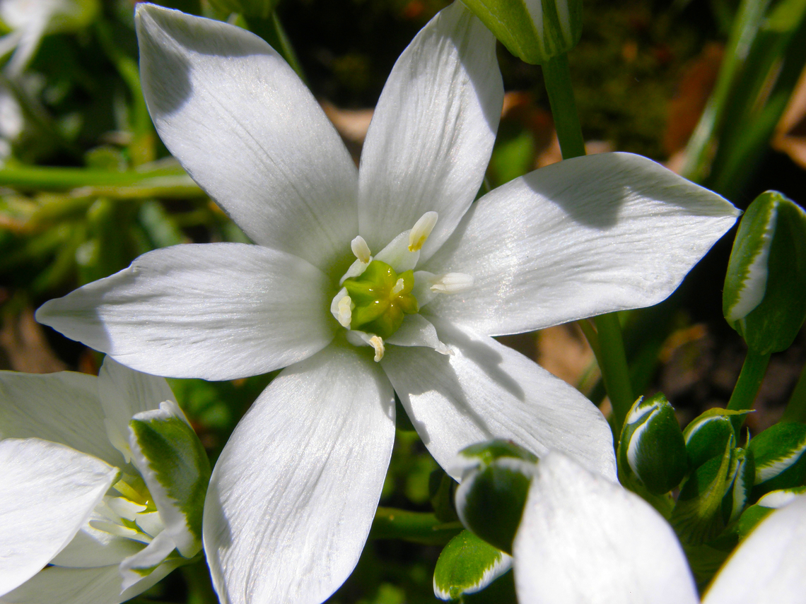Grass Lily - Ornithogalum umbellatum Kasteelpark Arenberg, Heverlee.  Belgium,Geotagged,Grass Lily,Ornithogalum umbellatum,Spring