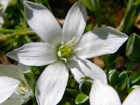 Grass Lily - Ornithogalum umbellatum Kasteelpark Arenberg, Heverlee.  Belgium,Geotagged,Grass Lily,Ornithogalum umbellatum,Spring