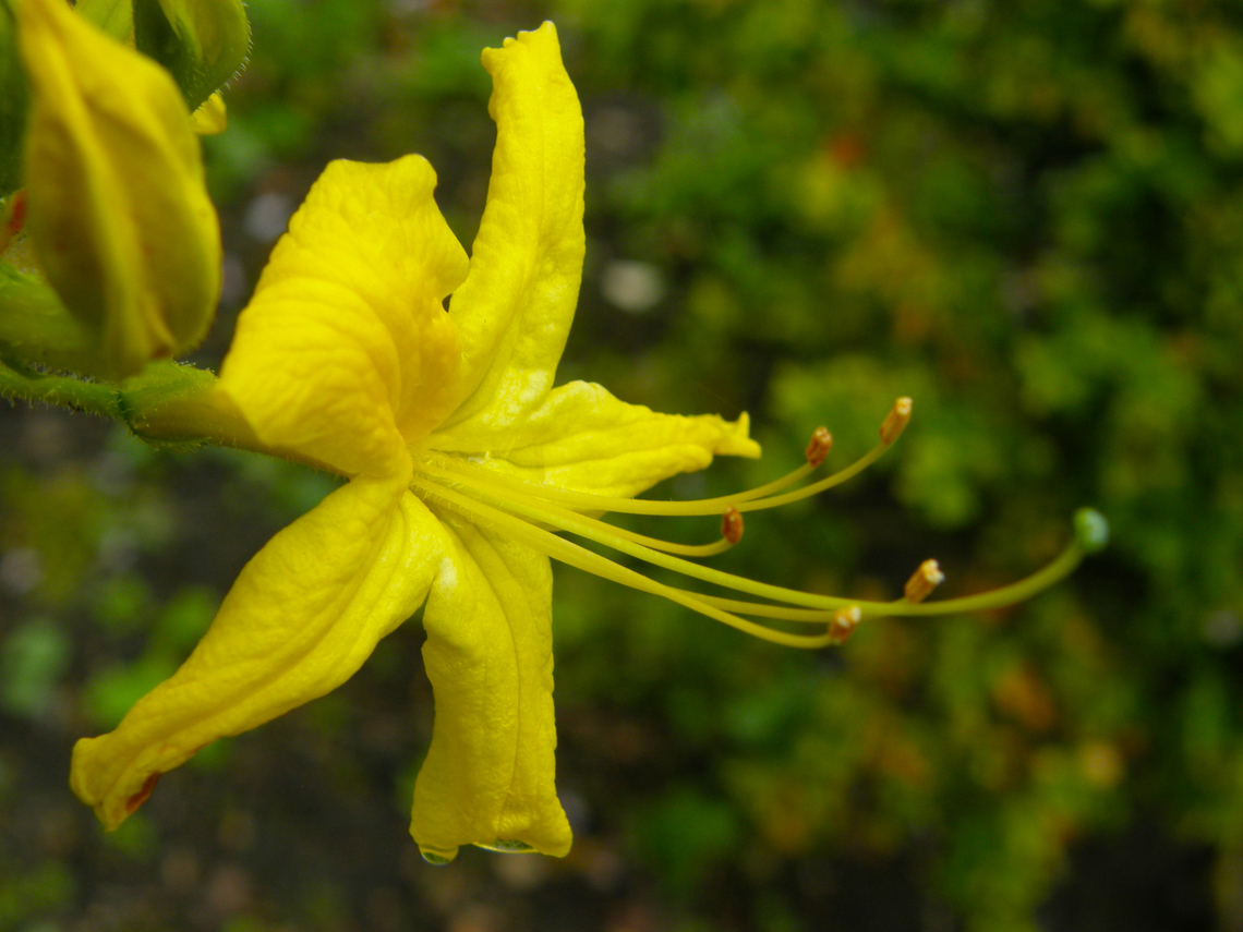 Yellow Azalea - Rhododendrom luteum Cultivated.<br />
Kasteelpark Arenberg, Heverlee.  Belgium,Geotagged,Rhododendron luteum,Spring