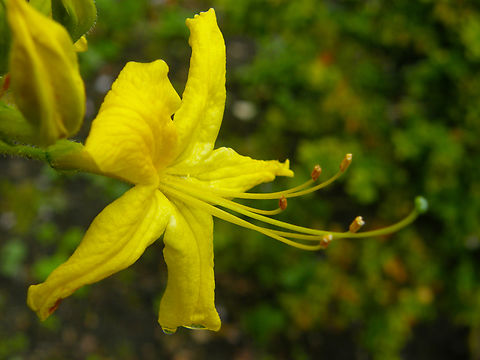 Yellow Azalea - Rhododendrom luteum Cultivated.
Kasteelpark Arenberg, Heverlee.  Belgium,Geotagged,Rhododendron luteum,Spring