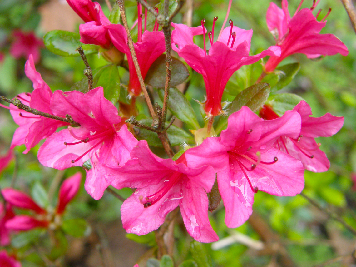 Alpenrose - Rhododendron ferrugineum Kasteelpark Arenberg, Heverlee.  Belgium,Geotagged,Rhododendron ferrugineum,Spring