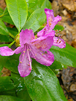 Pontic rhododendron - Rododendron ponticum Kasteelpark Arenberg, Heverlee.  Belgium,Geotagged,Rhododendron ponticum,Rododendron ponticum,Spring