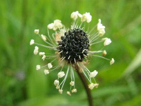Ribwort Plantain - Plantago lanceolata Kasteelpark Arenberg, Heverlee.  Belgium,Geotagged,Plantago lanceolata,Ribwort Plantain,Spring