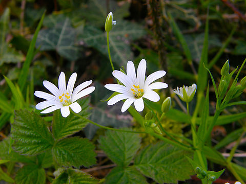 Greater Stitchwort - Stellaria holostea Kasteelpark Arenberg, Heverlee.  Belgium,Geotagged,Greater Stitchwort,Spring,Stellaria holostea