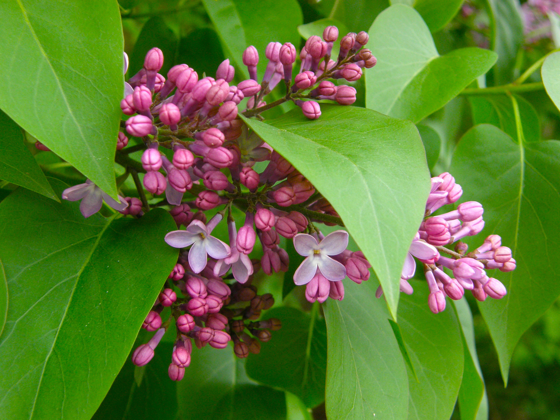 Common lilac - Syringa vulgaris Kasteelpark Arenberg, Heverlee.  Belgium,Geotagged,Spring,Syringa vulgaris,common lilac