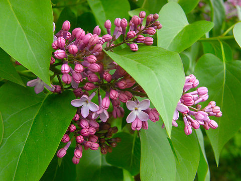 Common lilac - Syringa vulgaris Kasteelpark Arenberg, Heverlee.  Belgium,Geotagged,Spring,Syringa vulgaris,common lilac