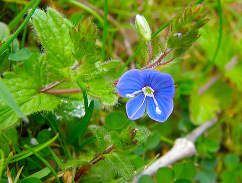 Bird's-eye speedwell - Veronica chamaedrys Kasteelpark Arenberg, Heverlee.  Belgium,Bird's-eye speedwell,Geotagged,Spring,Veronica chamaedrys