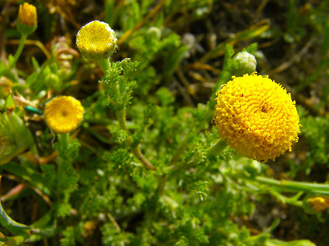 Anacyclus valentinus Laguna de La Mata, Torrevieja. Anacyclus valentinus,Fennel-Leaved Anacyclus,Geotagged,Spain,Spring