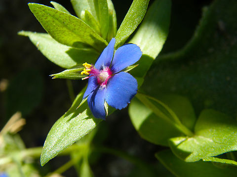 Blue pimpernel  - Lysimachia arvensis (it could be subsp foemina, not sure) Laguna de La Mata, Torrevieja.  Anagallis arvensis,Geotagged,Scarlet pimpernel,Spain,Spring
