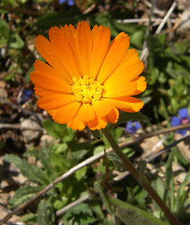 Pot marigold - Calendula_officinalis Laguna de La Mata, Torrevieja.       Calendula officinalis,Geotagged,Pot marigold,Spain,Spring
