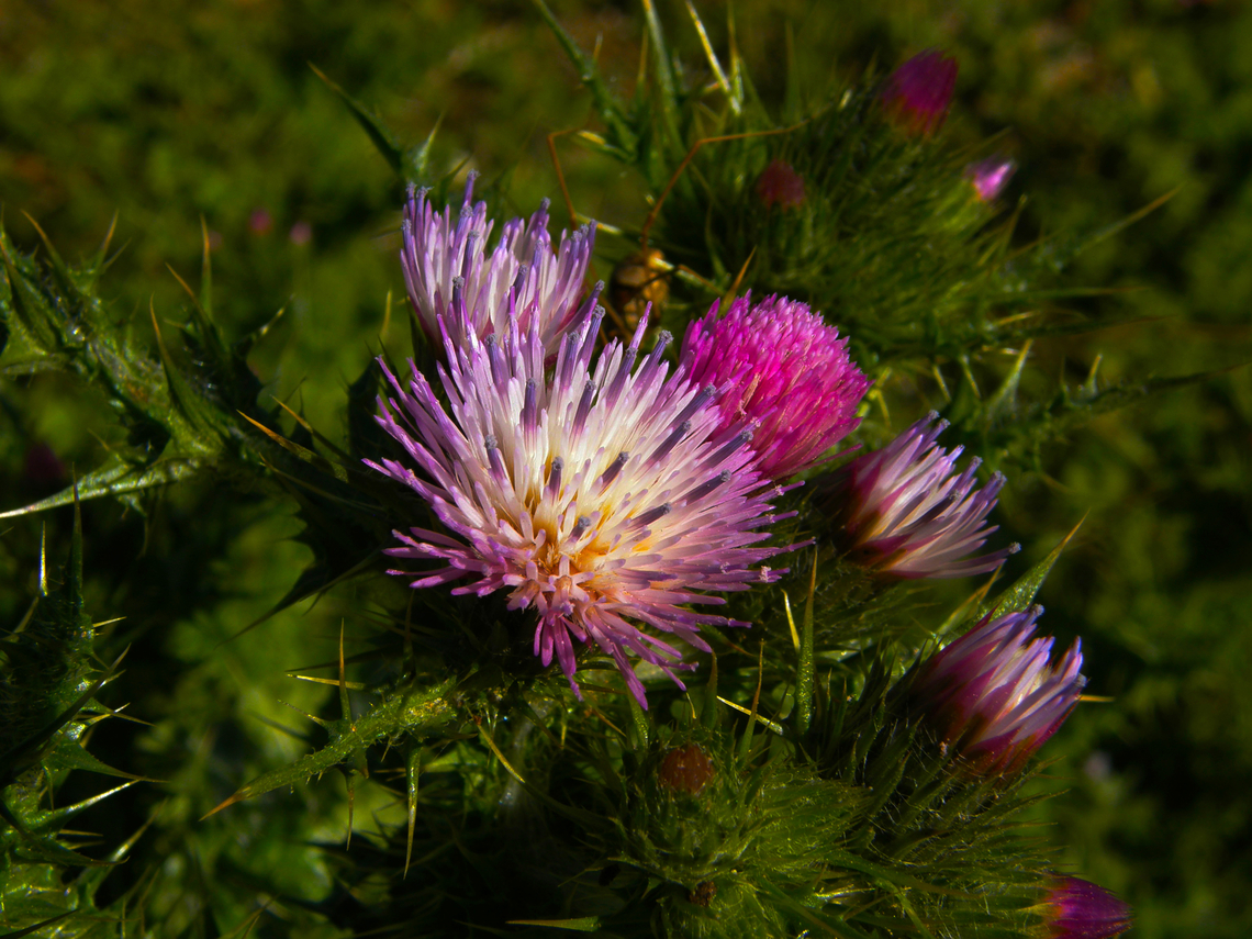 Slender-flower thistle - Carduus_tenuiflorus Laguna de La Mata, Torrevieja.        Carduus tenuiflorus,Carduus_tenuiflorus,Geotagged,Spain,Spring