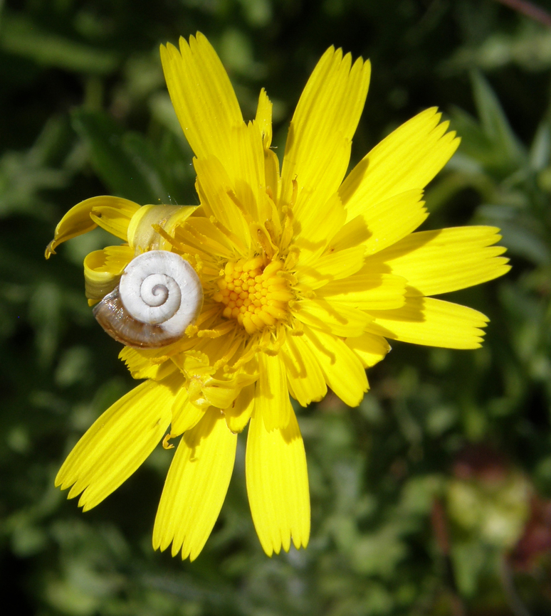 Slender sowthistle - Sonchus tenerrimus with small snail that can be Cernuella virgata oTheba pisana (or another).<br />
Laguna de La Mata, Torrevieja.  Geotagged,Sonchus tenerrimus,Spain,Spring