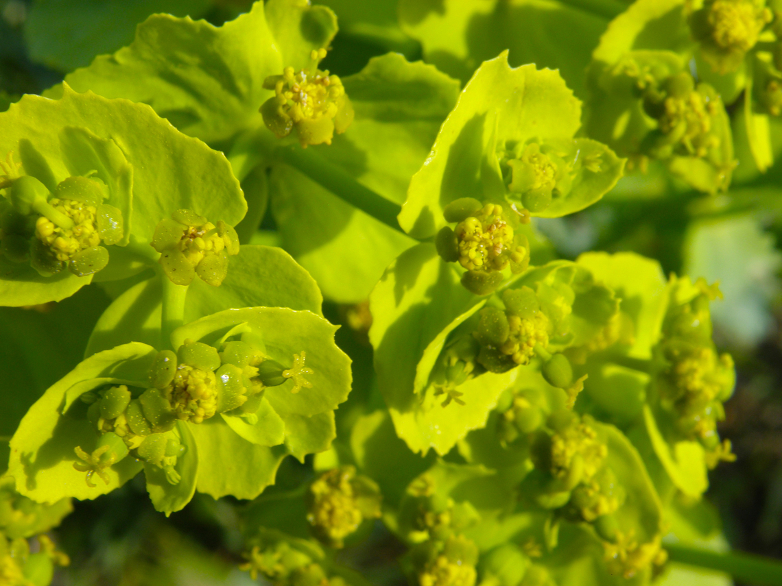 Serrated spurge - Euphorbia serrata Laguna de La Mata, Torrevieja.  Euphorbia serrata,Geotagged,Spain,Spring