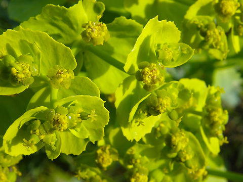 Serrated spurge - Euphorbia serrata Laguna de La Mata, Torrevieja.  Euphorbia serrata,Geotagged,Spain,Spring