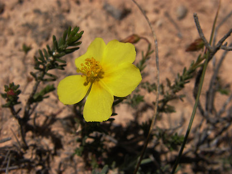 Chaparrill - Fumana ericoides Laguna de La Mata, Torrevieja.    Chaparrilla,Fumana ericoides,Geotagged,Spain,Spring