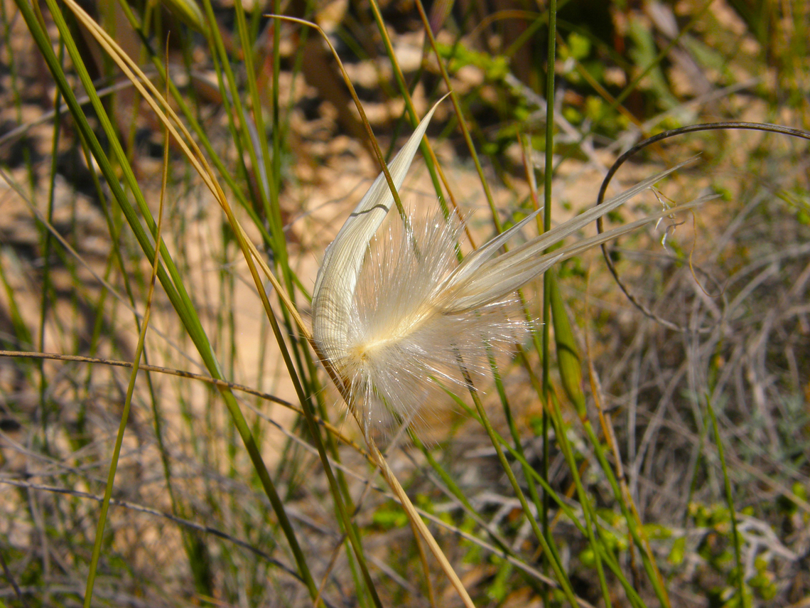 Esparto - Lygeum spartum Laguna de La Mata, Torrevieja.  Geotagged,Lygeum,Lygeum spartum,Spain,Spring