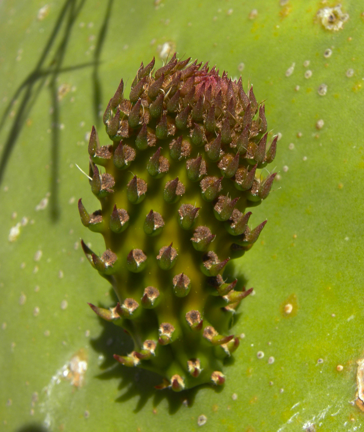 Opuntia_ficus-indica Laguna de La Mata, Torrevieja. <br />
<a href="http://www.apatita.com/herbario/especie.php?id=Opuntia_ficus-indica" rel="nofollow">http://www.apatita.com/herbario/especie.php?id=Opuntia_ficus-indica</a> Argentine Pricklypear,Geotagged,Opuntia ficus-indica,Spain,Spring