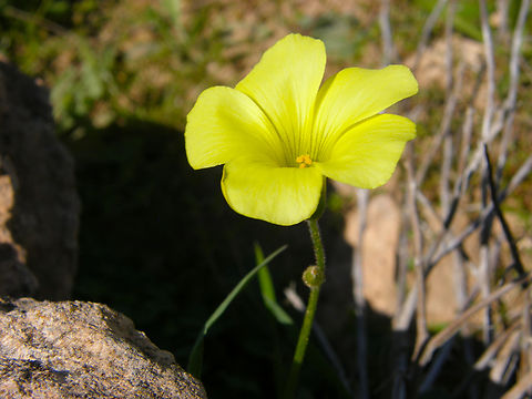 Oxalis pes-caprae Laguna de La Mata, Torrevieja. 
http://www.apatita.com/herbario/especie.php?id=Oxalis_pes-caprae Bermuda buttercup,Geotagged,Oxalis pes-caprae,Spain,Spring