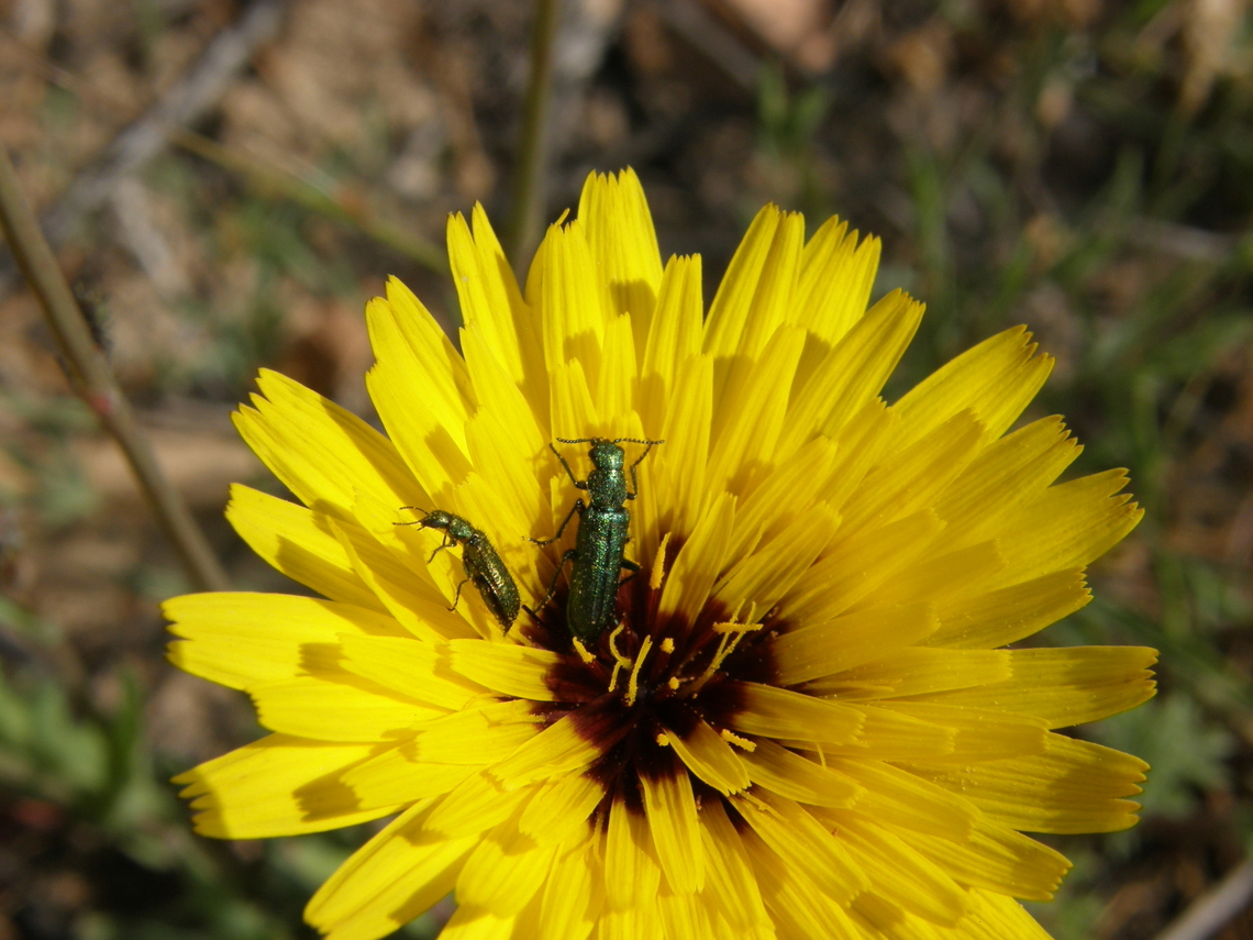 Psilothrix viridicoerulea Laguna de La Mata, Torrevieja. <br />
<a href="https://www.inaturalist.org/taxa/470237-Psilothrix-viridicoerulea?locale=en-US&amp;fbclid=IwAR3wvC8UHXXaURIvzHuLzqyAG9HidK3LHh9R1yEdxUck52bhiTbVOU-1x30" rel="nofollow">https://www.inaturalist.org/taxa/470237-Psilothrix-viridicoerulea?locale=en-US&amp;fbclid=IwAR3wvC8UHXXaURIvzHuLzqyAG9HidK3LHh9R1yEdxUck52bhiTbVOU-1x30</a> Geotagged,Psilothrix viridcoeruleus,Psilothrix viridicoerulea,Spain,Spring