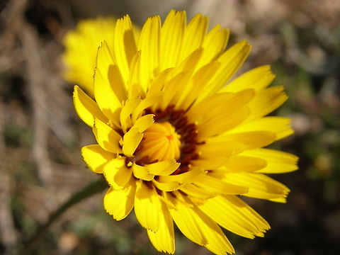 Reichardia tingitana Laguna de La Mata, Torrevieja. 
http://www.apatita.com/herbario/especie.php?id=Reichardia_tingitana Geotagged,Reichardia tingitana,Spain,Spring