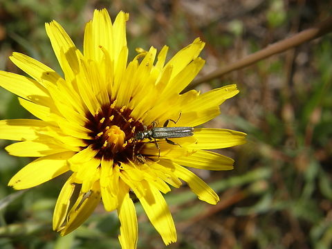 Swollen-Thighed Beetle - Oedemera nobilis Laguna de La Mata, Torrevieja.  Geotagged,Oedemera nobilis,Spain,Spring,Swollen-Thighed Beetle