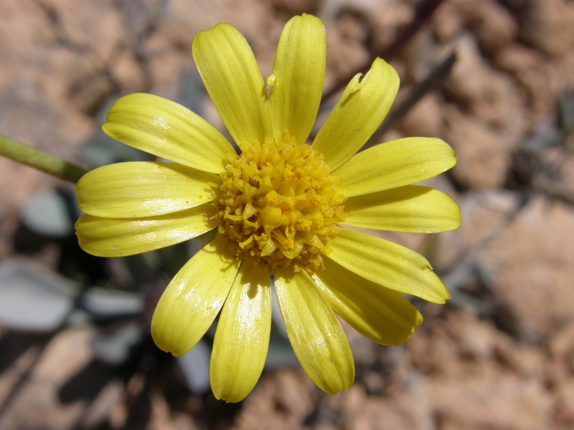 Senecio auricula Laguna de La Mata, Torrevieja. <br />
<a href="http://www.apatita.com/herbario/especie.php?id=Senecio_auricula_subsp_auricula" rel="nofollow">http://www.apatita.com/herbario/especie.php?id=Senecio_auricula_subsp_auricula</a> Emilia sonchifolia,Geotagged,Lilac Tasselflower,Senecio auricula,Senecio de Saladar,Spain,Spring