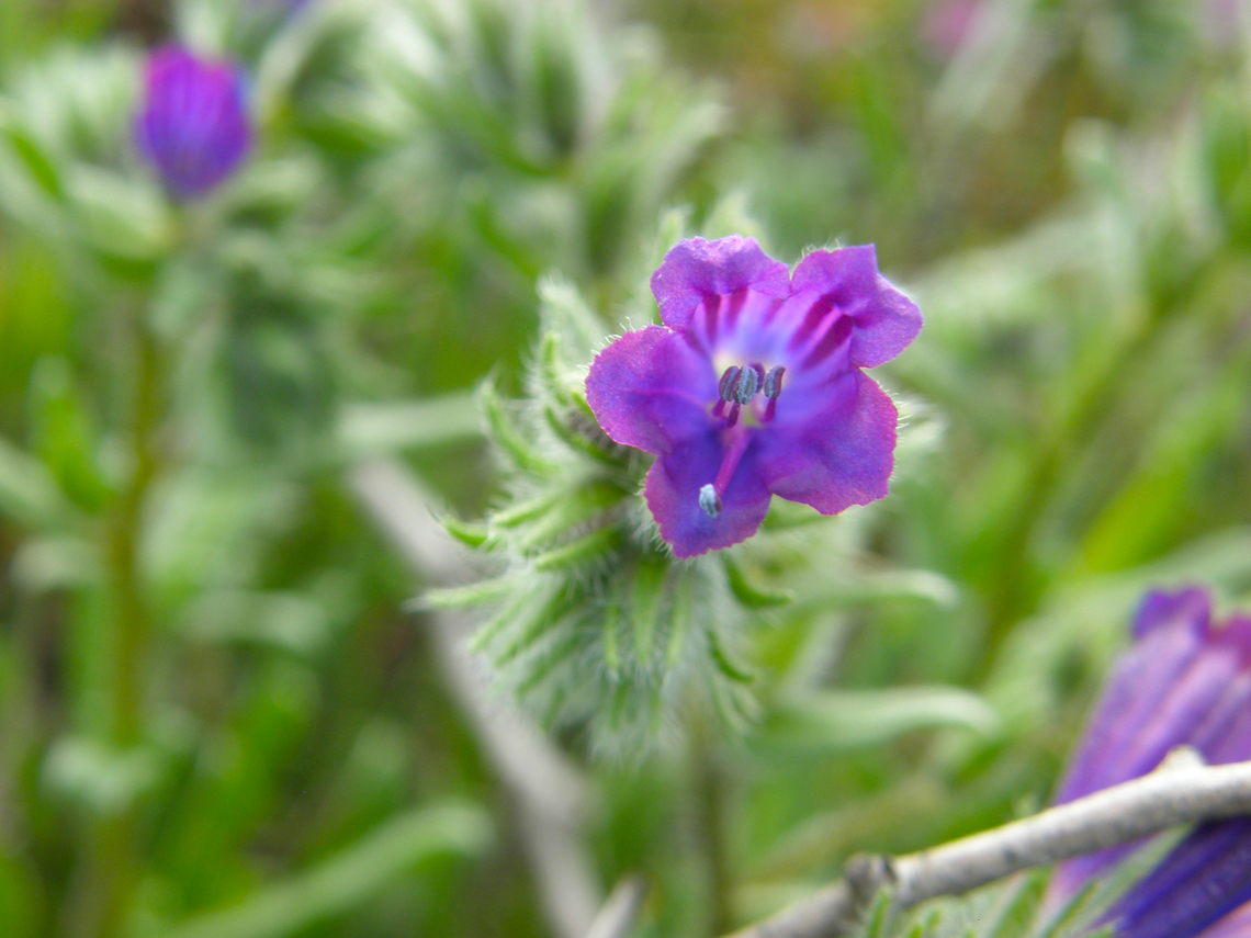 Viborera - Echium humile Laguna de La Mata, Torrevieja. <br />
<a href="http://www.apatita.com/herbario/especie.php?id=Echium_humile_subsp_pycnanthum" rel="nofollow">http://www.apatita.com/herbario/especie.php?id=Echium_humile_subsp_pycnanthum</a> Echium humile,Geotagged,Spain,Spring,Viborera
