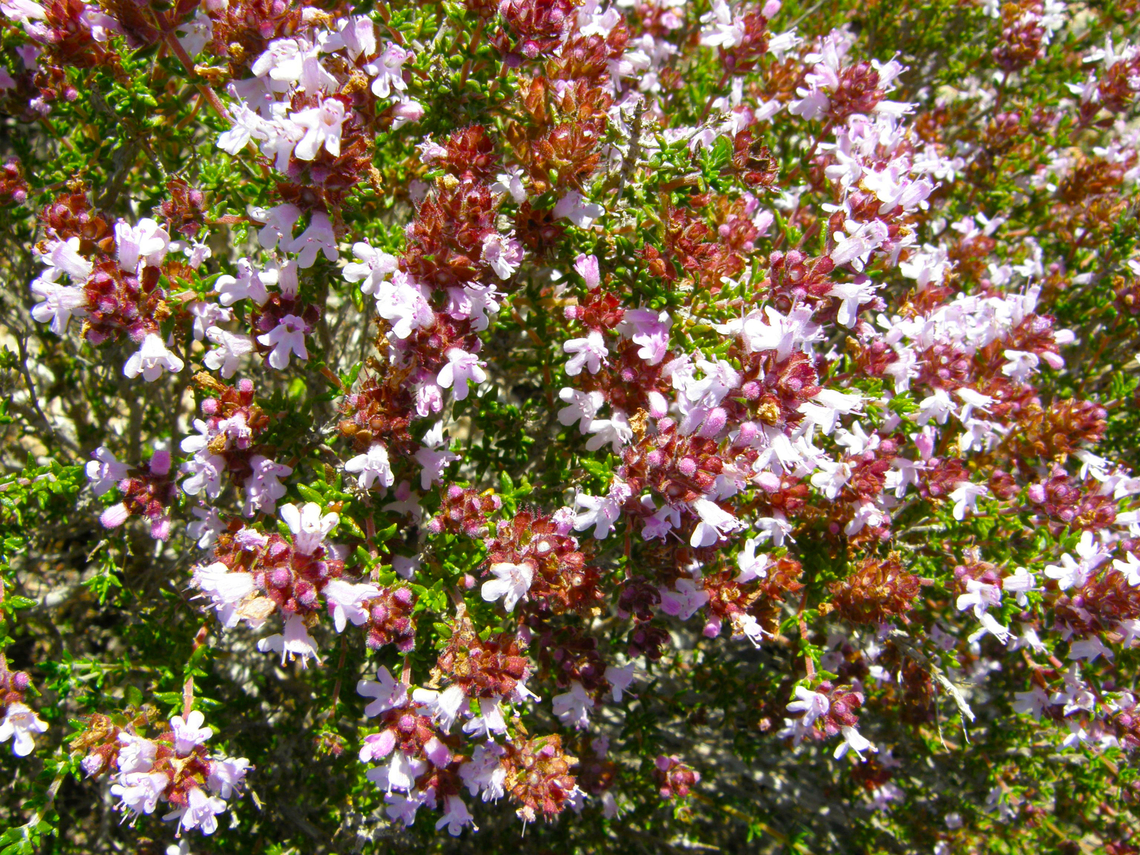 Common Thyme - Thymus  vulgaris Laguna de La Mata, Torrevieja. <br />
 Common Thyme,Geotagged,Spain,Spring,Thymus  vulgaris