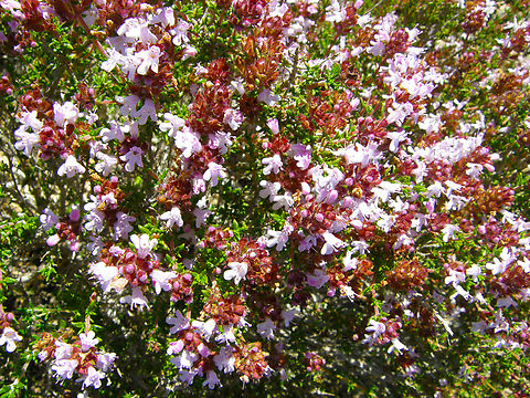 Common Thyme - Thymus  vulgaris Laguna de La Mata, Torrevieja. 
 Common Thyme,Geotagged,Spain,Spring,Thymus  vulgaris