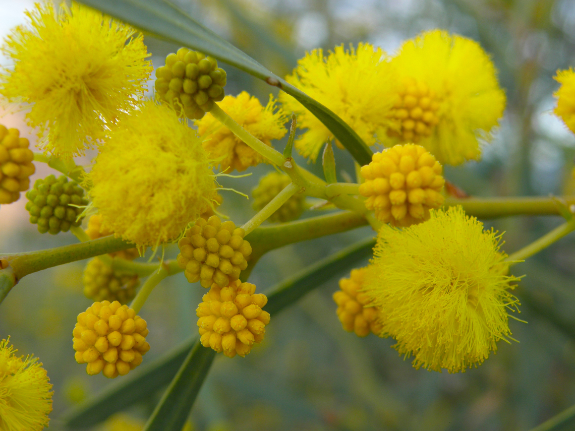 Coojong - Acacia saligna Cala de Finestrat.<br />
<a href="http://www.apatita.com/herbario/especie.php?id=Acacia_saligna" rel="nofollow">http://www.apatita.com/herbario/especie.php?id=Acacia_saligna</a> Acacia saligna,Coojong,Geotagged,Spain,Spring