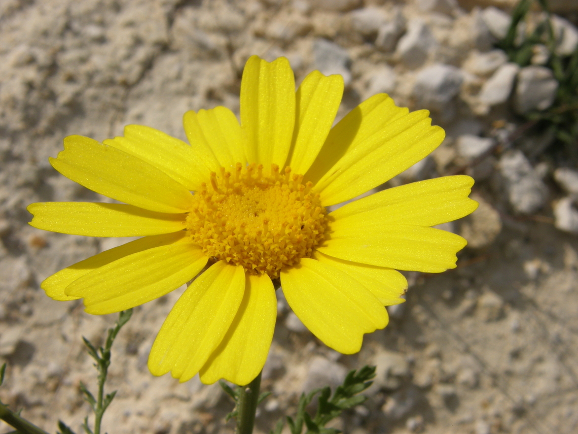 Manzanilla loca - Anacyclus radiatus Cala de Finestrat. Anacyclus radiatus,Geotagged,Manzanilla loca,Spain,Spring
