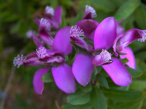 Myrtle-leaf Milkwort - Polygala myrtifolia Cala de Finestrat.   
http://www.apatita.com/herbario/especie.php?id=Polygala_myrtifolia Geotagged,Myrtle-leaf Milkwort,Polygala myrtifolia,Spain,Spring