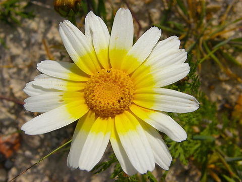 Glebionis coronaria Cala de Finestrat.
http://www.apatita.com/herbario/especie.php?id=Glebionis_coronaria Garland Chrysanthemum,Geotagged,Glebionis coronaria,Spain,Spring