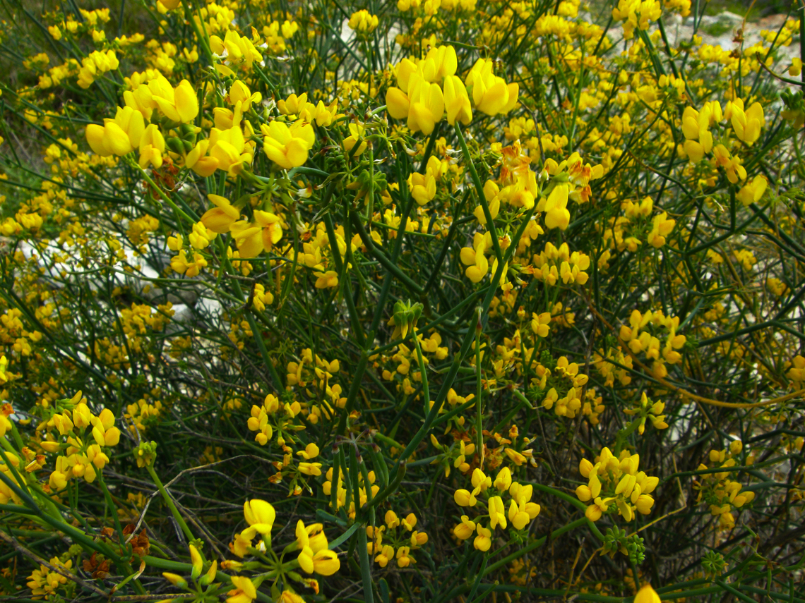 Fine-leaved crown - Coronilla juncea Cala de Finestrat.      <br />
<a href="http://www.apatita.com/herbario/especie.php?id=Coronilla_juncea" rel="nofollow">http://www.apatita.com/herbario/especie.php?id=Coronilla_juncea</a> Coronilla juncea,Fine-leaved crown,Geotagged,Spain,Spring